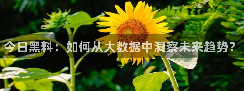 91吃瓜今日吃瓜入口：今日黑料：如何从大数据中洞察未来趋势？